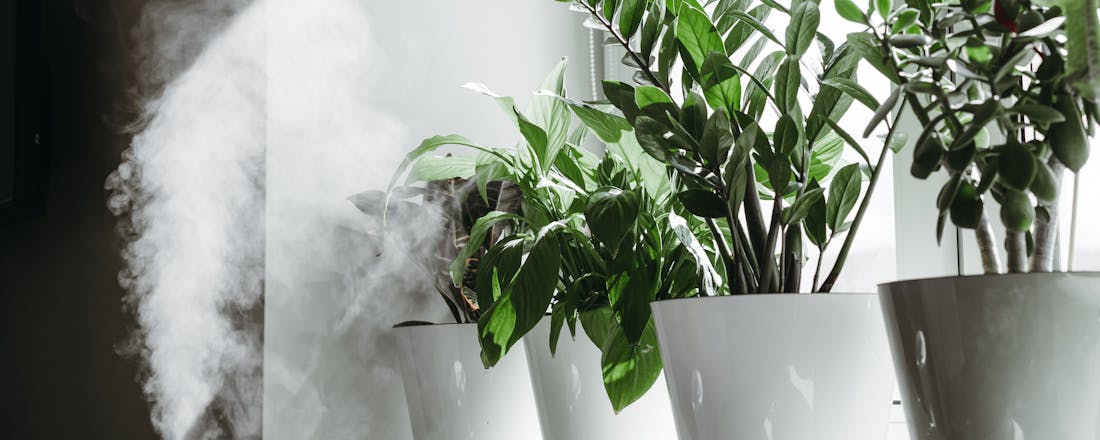 Luchtbevochtiger planten Geen ontvochtiger? 8 slimme manieren om toch vocht tegen te gaan