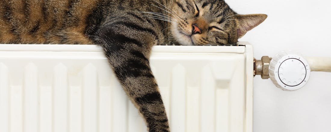 Kat op radiator Stappenplan: Radiatoren op de juiste manier ontluchten