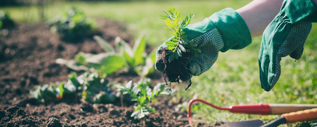 Plantjes planten 🍅 Zo maak je een moestuin - met stappenplan!