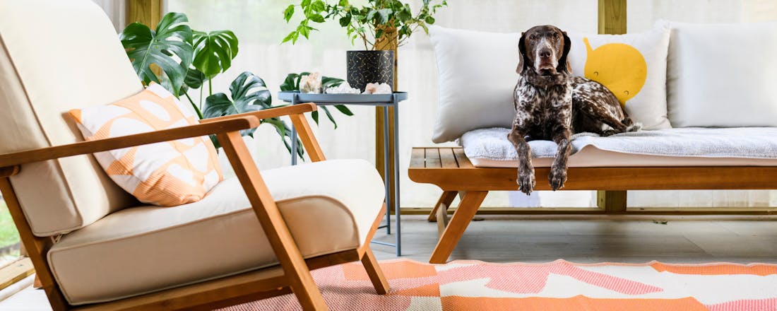 Hond op bank Een beestenboel bij jou? Zo blijft je huis schoon met huisdieren