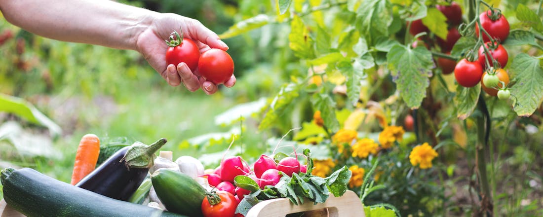 Vrouw oogst tomaten, radijsjes en courgette in moestuin 7 laagdrempelige duurzame voornemens voor 2024