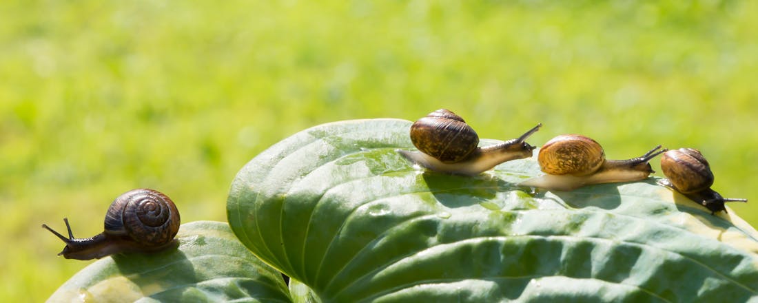 Slakken in de tuin Acht manieren om je tuin te beschermen tegen ongedierte