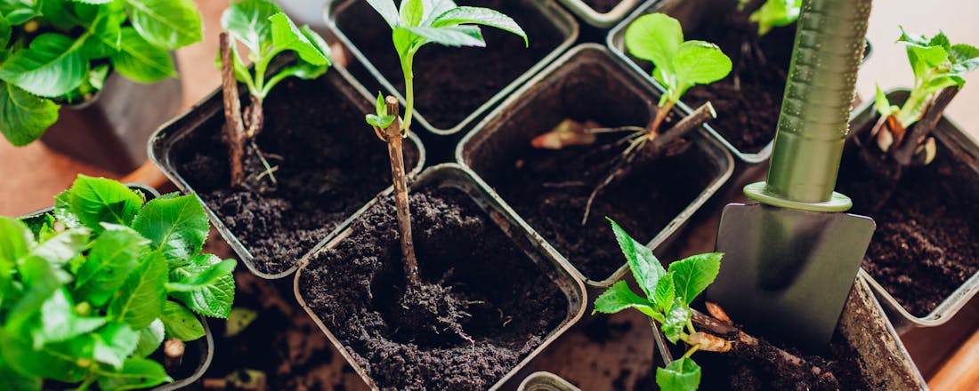 Hortensia stekken Zo stek je de planten in je tuin