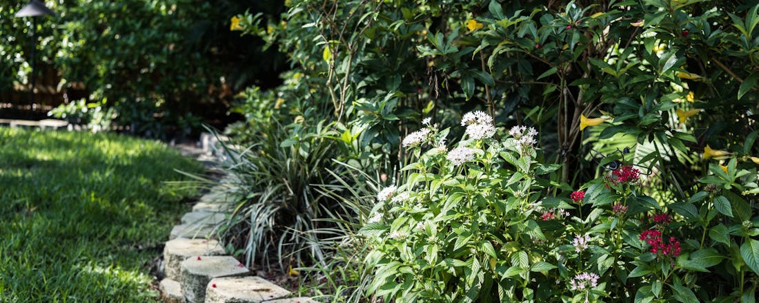 Plantenborder in schaduwrijke tuin Welke planten zijn het meest geschikt voor een tuin met veel schaduw?