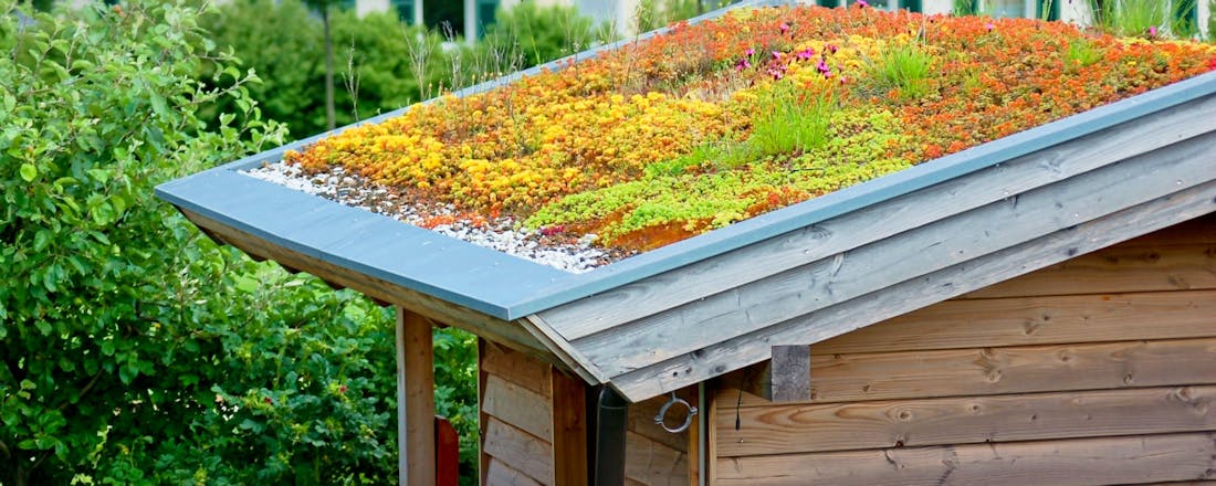 Sedum dak De onverwachte voordelen van een groen dak
