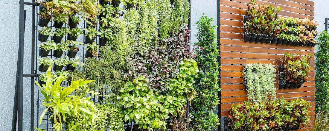 Groene muur Verticaal tuinieren: zo maak je een groene wand