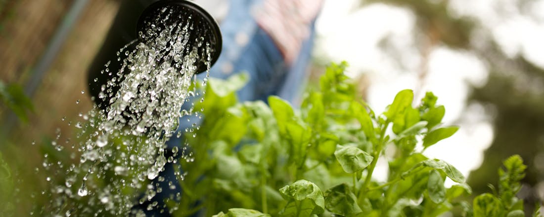 Planten water geven met een gieter Groen tuinieren: 10 x waterbesparende tips voor de tuin