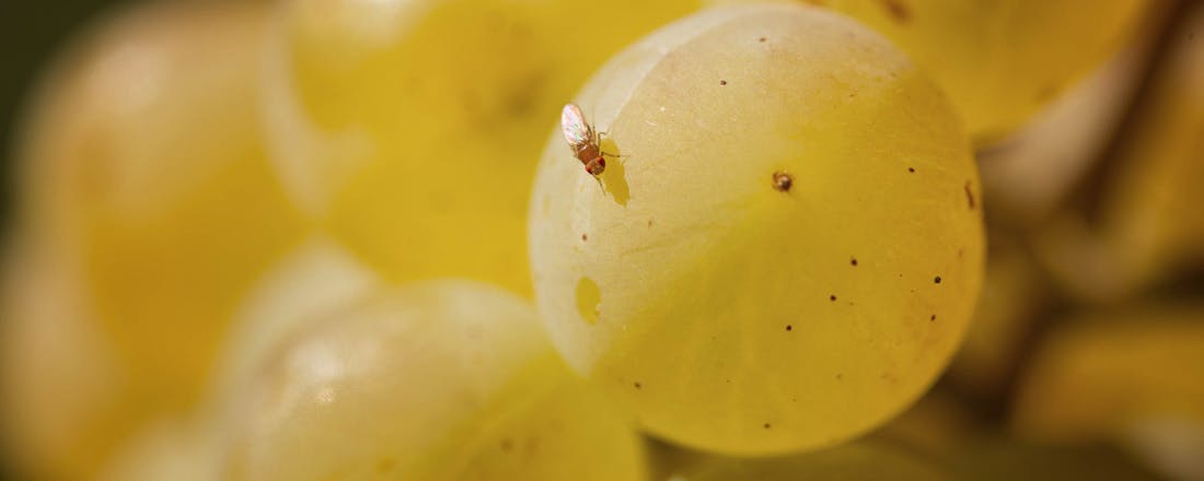 Druiven met fruitvliegjes Fruitvliegjes: tips om ze te bestrijden én te voorkomen