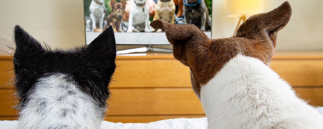 Honden die tv kijken Waar voor je geld: 5 goedkope televisies voor de slaapkamer