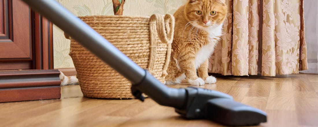 Stofzuigen en huisdieren 🐶 Dit zijn de beste stofzuigers als je huisdieren hebt