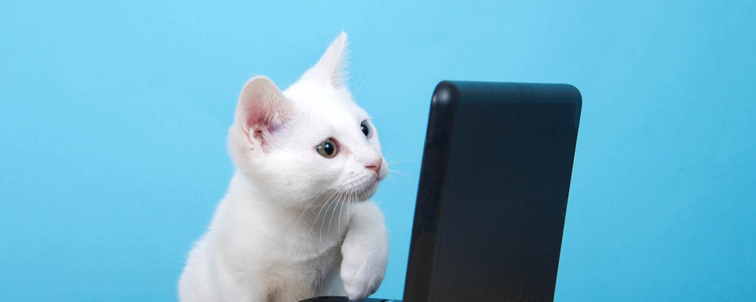 Kat met laptop 3 oplossingen voor een lawaaiige laptop