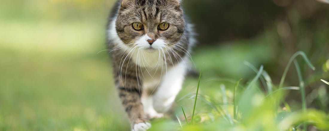 Kat in tuin 🐈 Last van katten in de tuin? Zo los je dat (poeslief) op