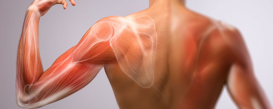 Anatomie van de menselijke arm Hoe werkt spieropbouw en hoe haal je het maximale eruit?