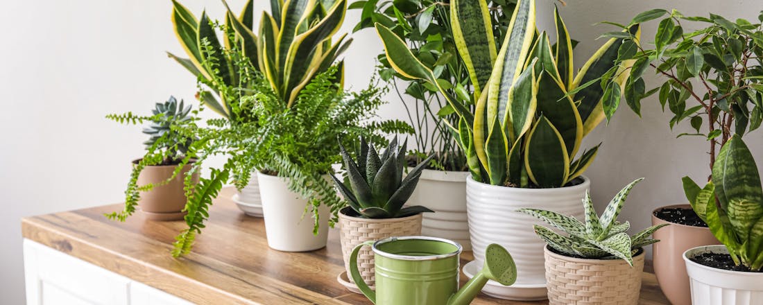 Planten in huis Planten die de lucht zuiveren: zin of onzin?