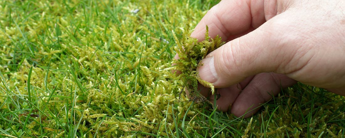 Mos in je gazon Gras vol mos? Dit wil je weten over het verticuteren van je gazon
