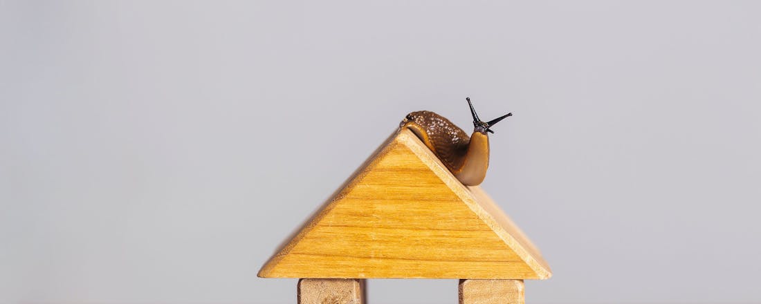 Slak op houten huisje 🐌 Slakken in huis? Zo kom je van deze slijmerige indringers af!