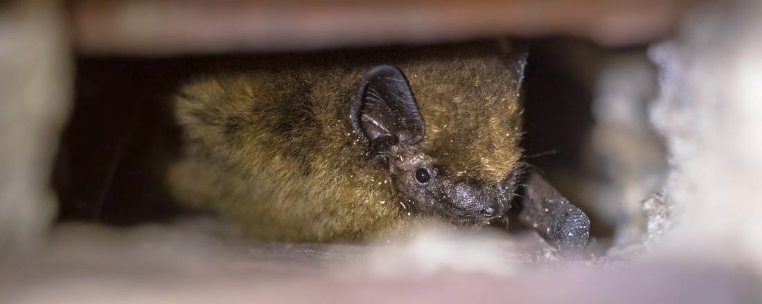 Vleermuis in muur Natuurvriendelijk isoleren: zo gaat dat in z’n werk