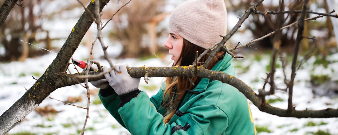 Takken zagen tuinieren in de winter ❄️ Tuinplezier in december: van de kerstboom recyclen tot de planten beschermen tegen vorst
