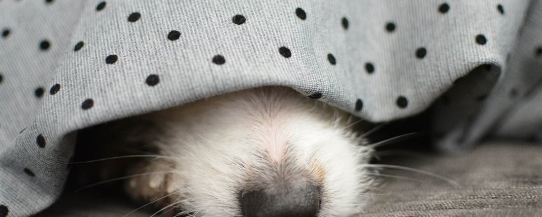 Hond onder deken bang voor vuurwerk Maak bijzondere foto's met deze hightech apps