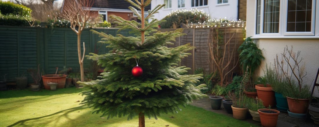 Kerstboom in de tuin Kerstboom de tuin in: zo heb je er het hele jaar plezier van (en zo doe je dat)