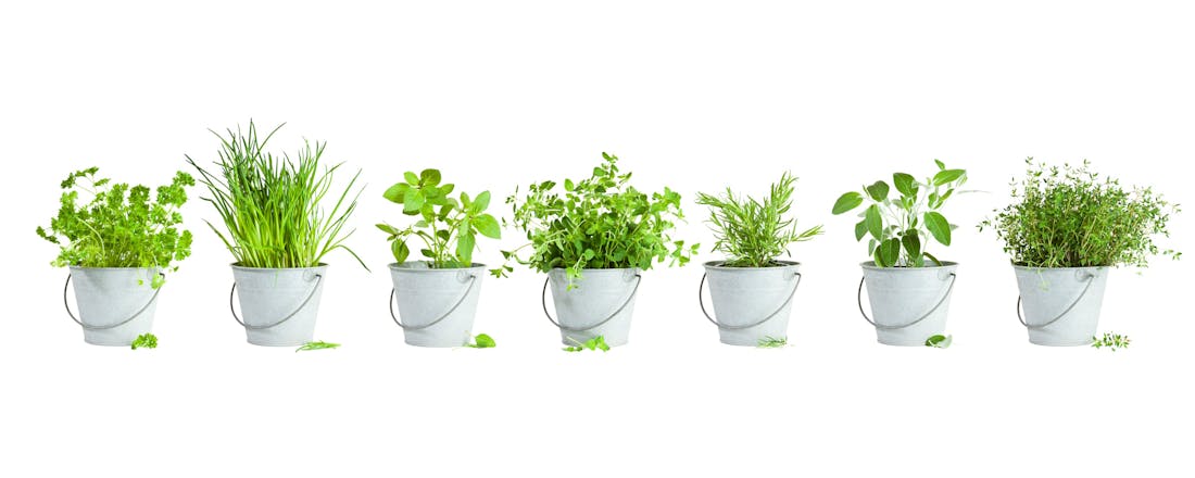 Keukenkruiden headerbeeld Een kruidentuin in je keuken: zo kweek je zelf de lekkerste verse kruiden