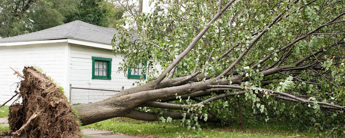 Omgewaaide boom Wie vergoedt de schade van vallende takken in de tuin van de buren?