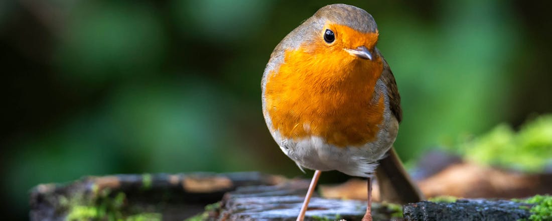 Roodborstje Lach eens (naar het) vogeltje! Zo fotografeer je tuinvogels