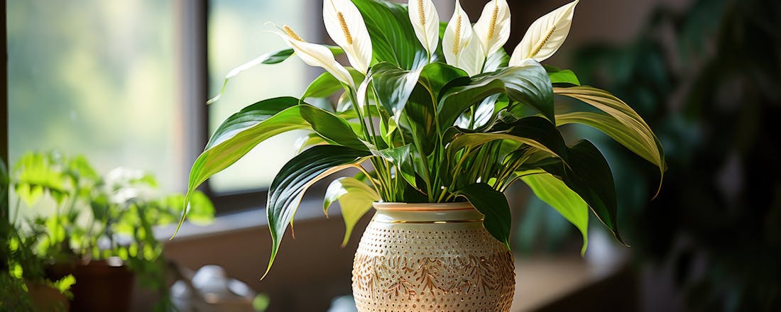 Een spatiphyllumplant 5 huisplanten die schimmel in huis voorkomen