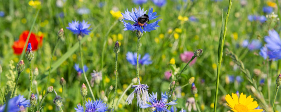 Gratis een zakje wild bloemenzaad aanvragen – help de insecten!