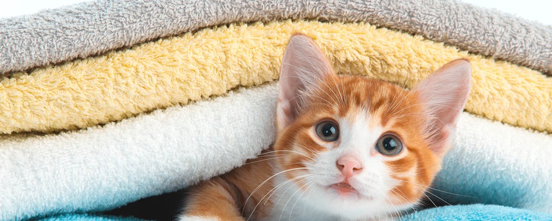 Kitten tussen handdoeken Geen wasdroger? Met deze 6 tips worden je handdoeken toch superzacht!