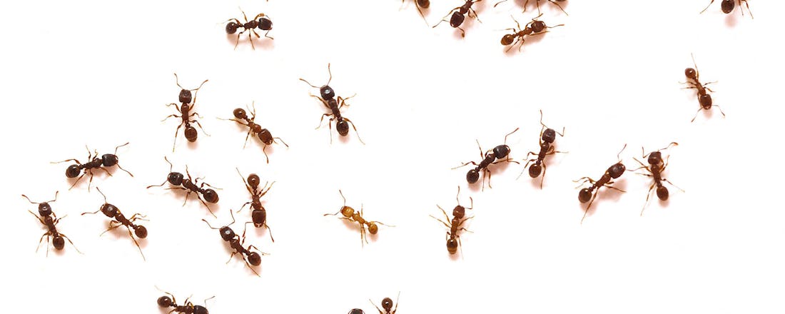 Mieren 🐜 Nooit meer mierenoverlast in huis? Bestrijden en voorkomen doe je zo