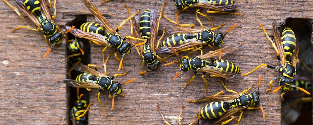 Wespen đ Last van wespen in de tuin? Dit kun je ertegen doen