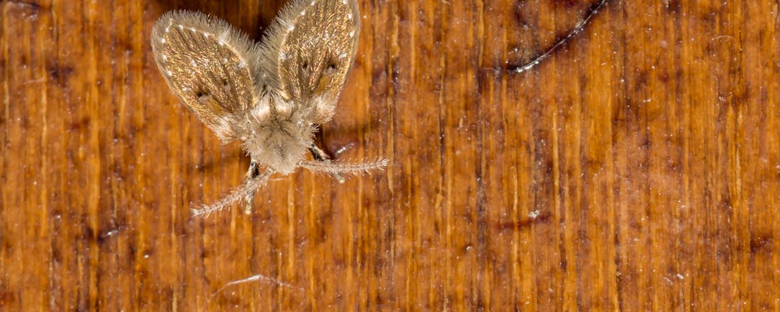 Rioolvlieg op hout Rioolvliegjes in de douche of gootsteen? Zo krijg je ze weg!
