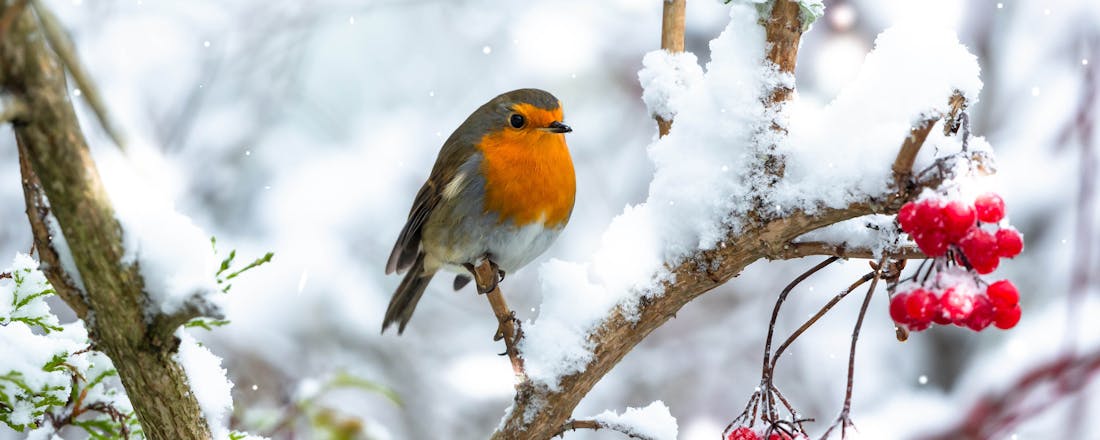 Wintertuin Tuinonderhoud in januari? Zeker - en dit kun je allemaal doen!