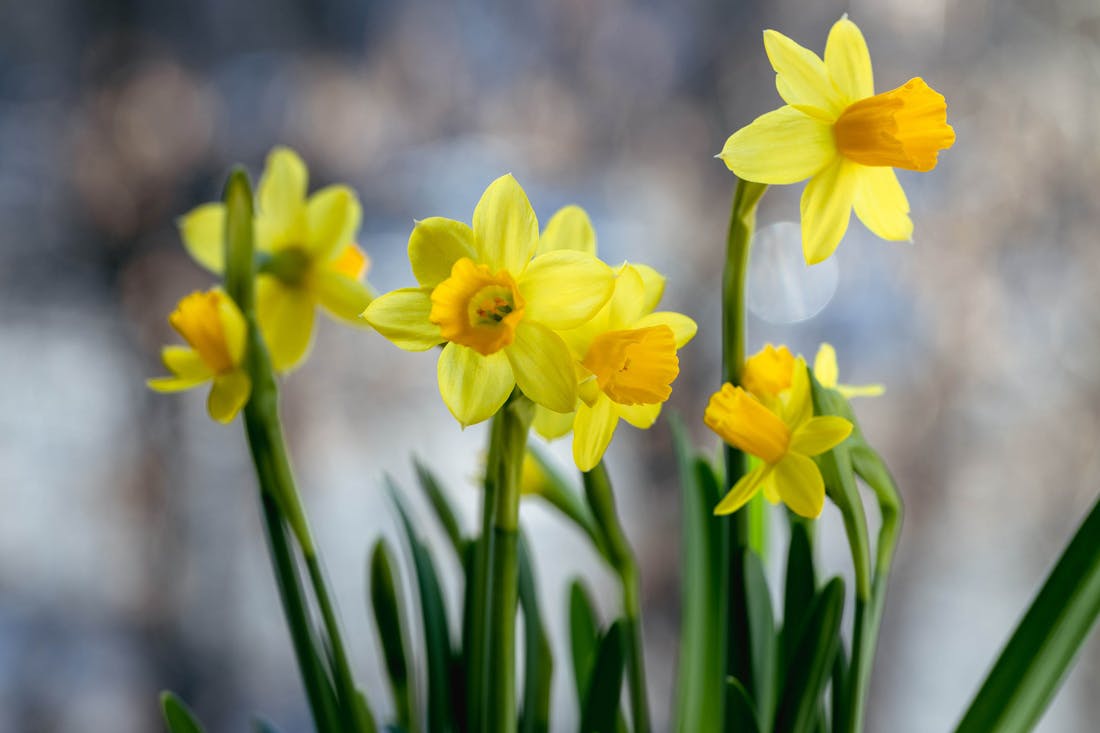 Narcissen De lente komt eraan! Dit doe je in februari in de tuin