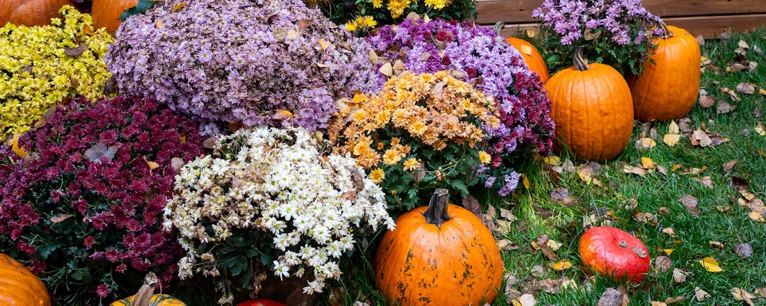 Najaarstuin Dit kun je allemaal nog doen in de tuin in november